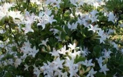Weston's Innocence Fragrant Swamp Azalea (Rhododendron) - 3 Gallon Pot -Hydrangeas Zone rhododendron viscosum westons innocence swamp azalea 3