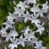 Weston's Innocence Fragrant Swamp Azalea (Rhododendron) - 3 Gallon Pot -Hydrangeas Zone rhododendron viscosum westons innocence swamp azalea 5