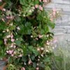 Rose Sensation Pink Climbing Hydrangea Vine - 3 Gallon Pot -Hydrangeas Zone schizophragma hydrangeoides rose sensation climbing hydrangea 101 1