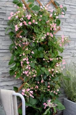 Rose Sensation Pink Climbing Hydrangea Vine - 3 Gallon Pot -Hydrangeas Zone schizophragma hydrangeoides rose sensation climbing hydrangea 102 1