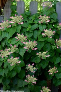 Rose Sensation Pink Climbing Hydrangea Vine - 1 Gallon Pot 18 Rose Sensation Pink Climbing Hydrangea Vine - 1 Gallon Pot -Hydrangeas Zone schizophragma hydrangeoides rose sensation climbing hydrangea 104