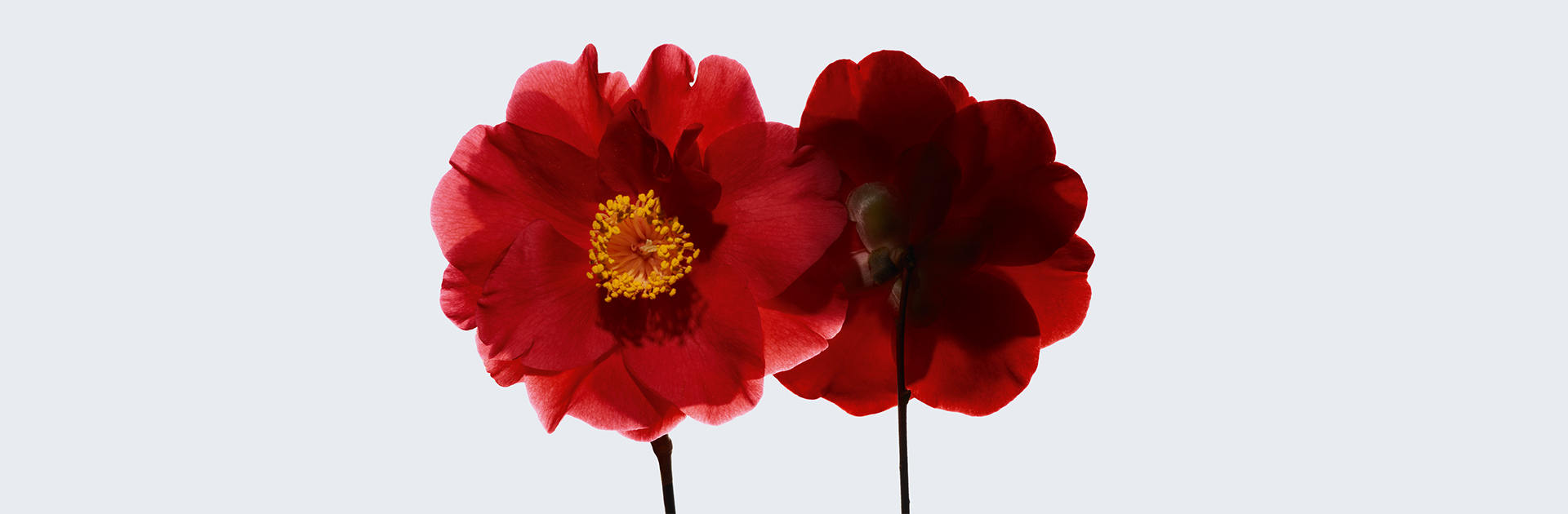 Hydrangeas Zone -Hydrangeas Zone chanel pollux digital fleur banner HD